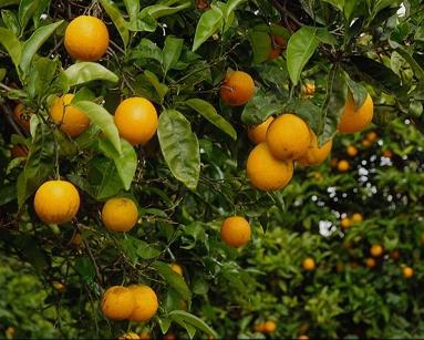 Naranjas