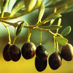 Olives espagnoles
